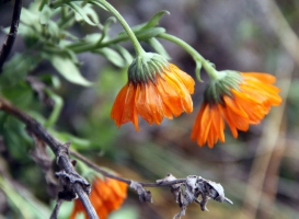 Blumen2-IMG_6318-1080