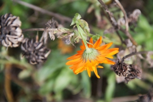 Herbstblume-Kielforst-IMG_6316-1080