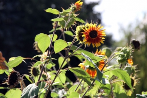 Sonnenblumen-1080