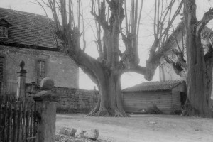 Ar_Angerlinde_1950-1200px