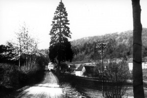 FrauenbornTanne_1935-1200px