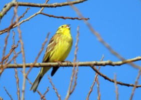 Vogel-1