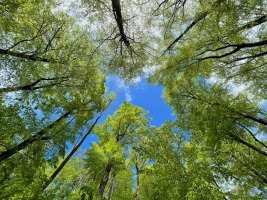 IMG-20210516-WA0007