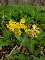 Schluesselblume-im-Baerlauch