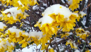 Forsythien-im-Schnee