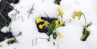 Schluesselblumen-im-Schnee