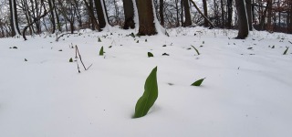 Wintermezzo-8