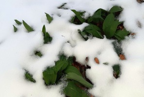 Wintermezzo-9