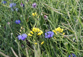 IMG_4657-web