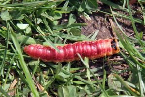 IMG_7868-web IMG_7868-web